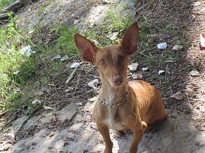 ESTRELLA,PODENCA NECESITA ADOPCIÓN O ACOGIDA URGENTEMENTE. JEREZ (CADIZ)