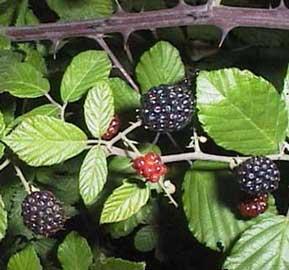 Mora fortalece tu organismo,combate disenteria,artritis