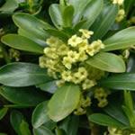 Laureola