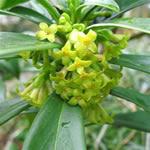 Laureola