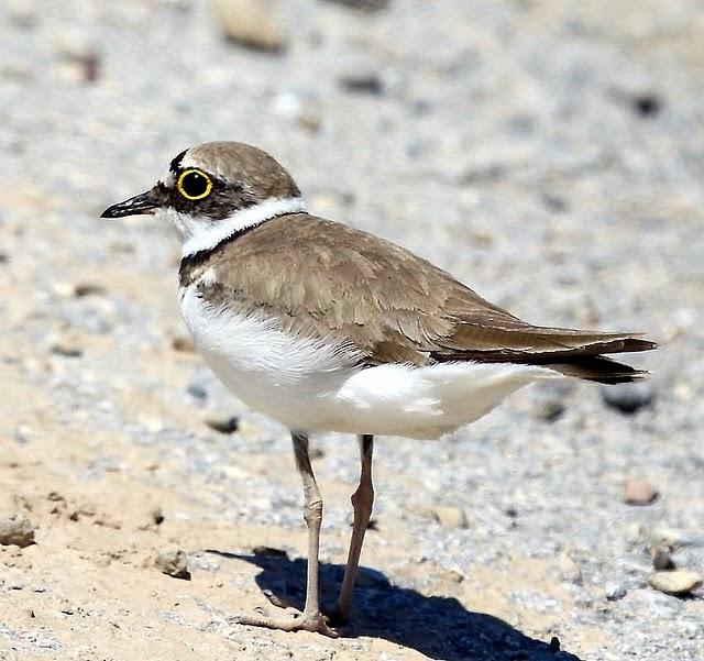 CHORLITEJO CHICO-CHARADRIUS DUBIUS-LITTLE RINGED PLOVER