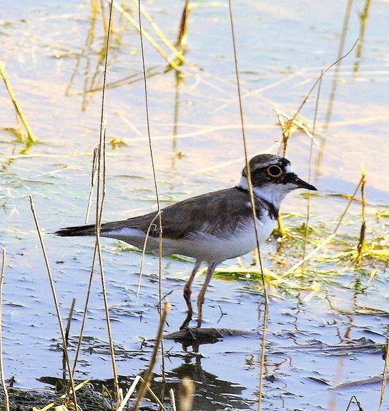 CHORLITEJO CHICO-CHARADRIUS DUBIUS-LITTLE RINGED PLOVER