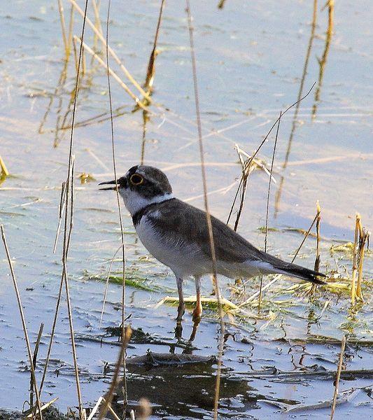 CHORLITEJO CHICO-CHARADRIUS DUBIUS-LITTLE RINGED PLOVER