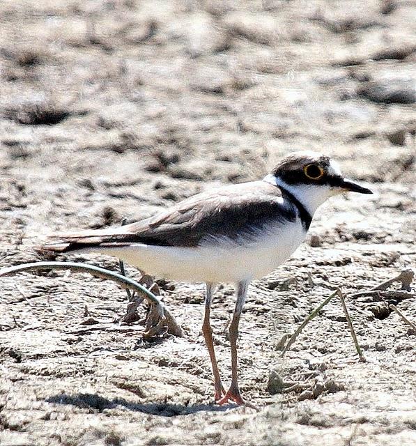 CHORLITEJO CHICO-CHARADRIUS DUBIUS-LITTLE RINGED PLOVER