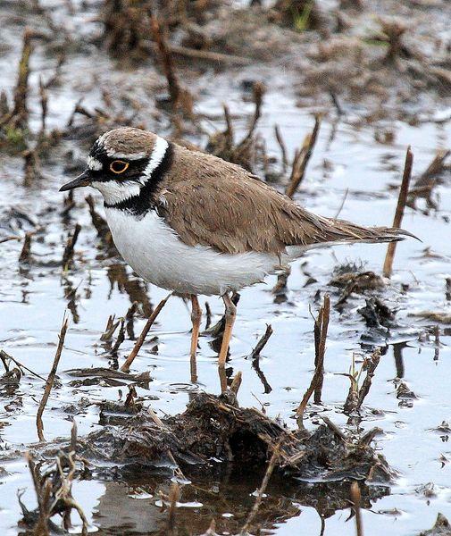 CHORLITEJO CHICO-CHARADRIUS DUBIUS-LITTLE RINGED PLOVER