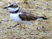 Chorlitejo chico-charadrius dubius-little ringed plover
