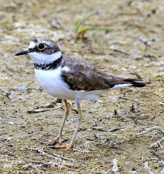 CHORLITEJO CHICO-CHARADRIUS DUBIUS-LITTLE RINGED PLOVER