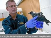 Misterio muertes pájaros peces: EEUU, Suecia, Brasil Nueva Zelanda