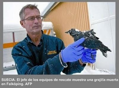 Misterio de muertes de pájaros y peces: EEUU, Suecia, Brasil y Nueva Zelanda