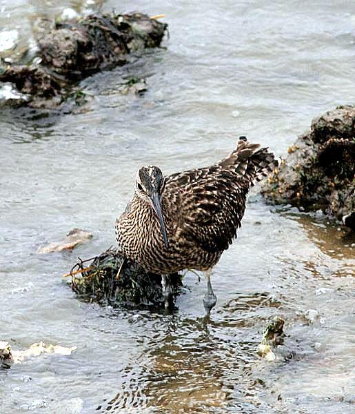 ZARAPITO TRINADOR-NUMENIUS PHAEPUS-WHIMBREL