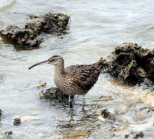 ZARAPITO TRINADOR-NUMENIUS PHAEPUS-WHIMBREL