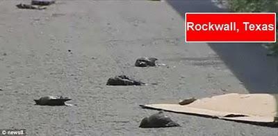 Aves muertas ahora en Suecia, 2 millones de peces muertos en Maryland