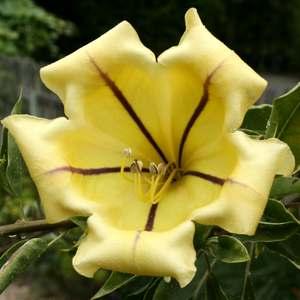 http://www.smgrowers.com/imagedb/Solandra_maxVarriegata.jpg