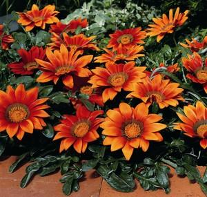 http://d3t0t2nqwmr1c9.cloudfront.net/photos/9751/Gazanias_Gazania_Splendens_Kiss_TM_Bronze-1.medium.jpg