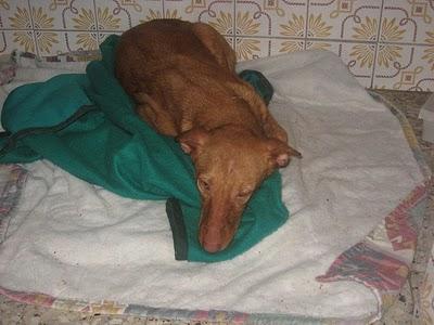 PODENCA CACHORRA MUY ENFERMA LLENA DE MORDEDURAS.