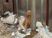 colmo crueldad, kristy, abandonada atada para muera hambre (cordoba)