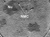 Nuevo microscopio revela ultraestructura células