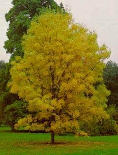 Un estudio descubre que la radiación Wi-Fi enferma a los árboles