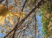 Boleros nuevas generaciones