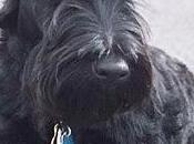 Scottish-terrier
