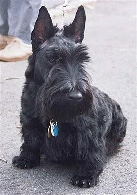 SCOTTISH-TERRIER