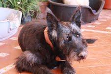 LINA SE MUERE DE PENA. SI TÚ QUISIERAS AYUDARLA... (SEVILLA)