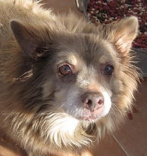 Ximo gordito y pequeñín pero con diez años, seis de ellos, en un refugio esperando
