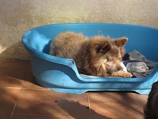 Ximo gordito y pequeñín pero con diez años, seis de ellos, en un refugio esperando