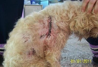 HORUS,peludin atacado por otros perritos MUY URGENTE