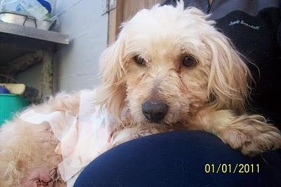 HORUS,peludin atacado por otros perritos MUY URGENTE