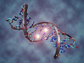 Eres lo que tu padre come: la dieta paterna  afecta a la salud hepática de los hijos.