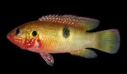 Ciclido joya de Letorneux