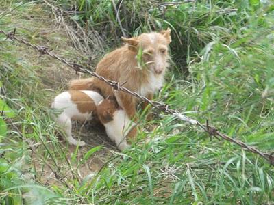 PODENCA CON SUS 2 BEBES ABANDONADOS EN EL CAMPO. JEREZ (CADIZ)