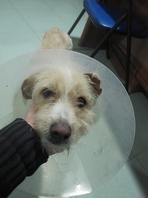 MUY URGENTE- Cadiz Cachorro atropellado y abandonado