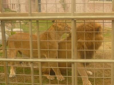 VISITA AL ZOOLÓGICO