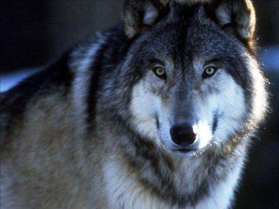 Investigaciones Nocturnas (5) Miguel Ángel Jordán