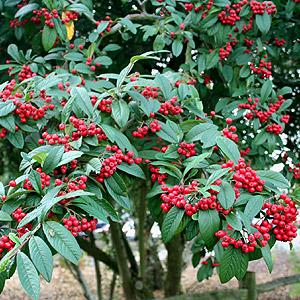 http://www.nortplantas.com/innovaeditor/assets/cotoneaster_lacteus.jpg