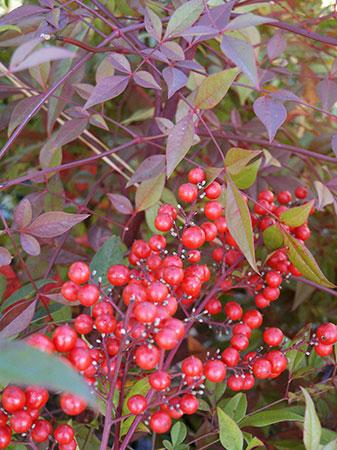 http://www.pendernursery.com/Images/Nandina-domestica-(pg44--sh.jpg