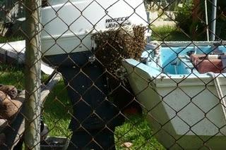 La visita de las abejas