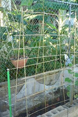 Trellis homemade