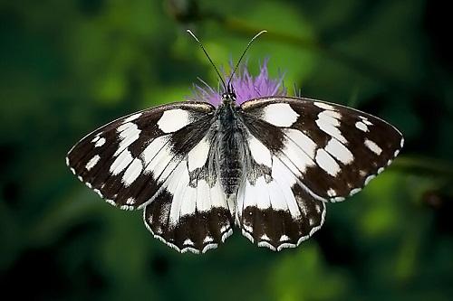 Nymphalidae en Aragón - Lepidópteros - Mariposas