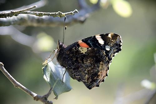 Nymphalidae en Aragón - Lepidópteros - Mariposas