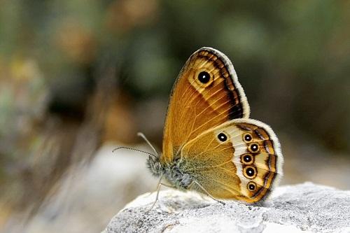 Nymphalidae en Aragón - Lepidópteros - Mariposas