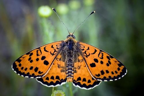 Nymphalidae en Aragón - Lepidópteros - Mariposas