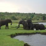 Elefantes en el P. N. de Chobe, Botsuana