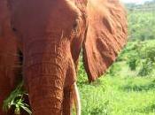 safari para descubrir naturaleza Kenia