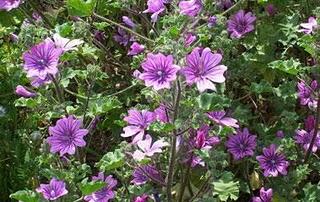 Malva excelente expectorante,antiinflamatorio,cura tos bronquitis