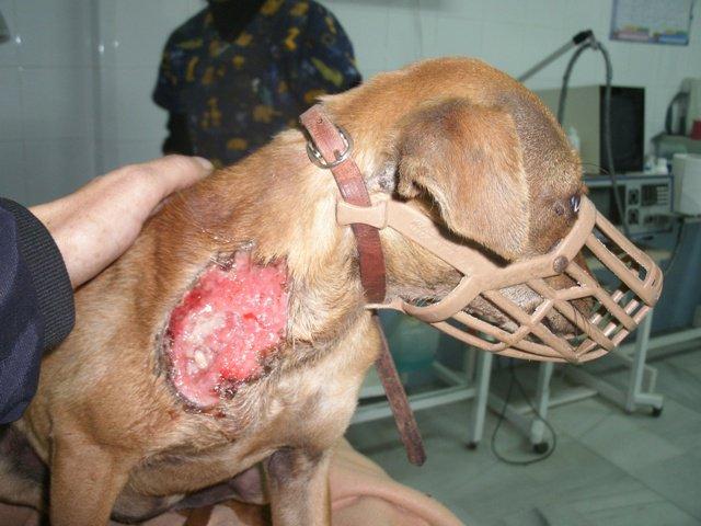 Vida, la mirada del dolor de un cachorro