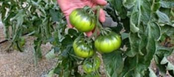 Tomate Raf, la delicatessen que crece en una mata