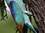 Carraca europea European Roller (Coracias garrulus)